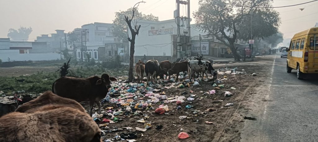 ਸੜਕਾਂ ’ਤੇ ਹਰਲ ਹਰਲ ਕਰਦੇ ਅਵਾਰਾ ਪਸ਼ੂ ਬਣ ਰਹੇ ਹਨ ਵੱਡੇ ਹਾਦਸਿਆਂ ਦਾ ਕਾਰਨ