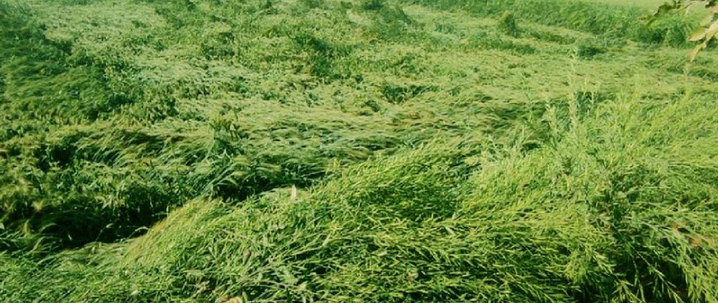 ਮੌਸਮ ਦੇ ਬਦਲਦੇ ਮਿਜਾਜ ਨੇ ਅੰਨਦਾਤੇ ਦੀ ਜਾਨ ਮੁੱਠੀ ਵਿੱਚ ਲਿਆਂਦੀ