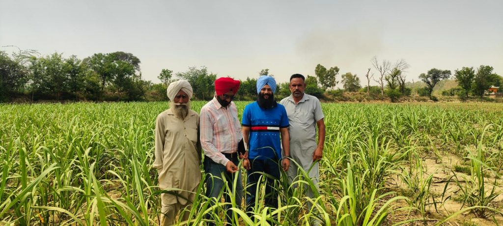 ਵੱਖ ਵੱਖ ਪਿੰਡਾਂ ਵਿਚ ਗੰਨੇ ਦੀ ਫ਼ਸਲ ਦੇ ਖੇਤਾਂ ਦਾ ਦੌਰਾ
