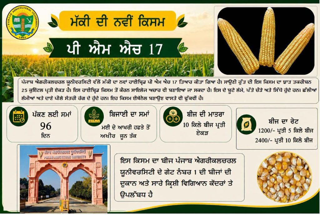 ਪੀਏਯੂ ਵੱਲੋਂ ਵੱਧ ਮੁਨਾਫੇ ਲਈ ਨਵਾਂ ਦੋ-ਮੰਤਵੀ ਮੱਕੀ ਹਾਈਬ੍ਰਿਡ “ਪੀਐਮਐਚ 17” ਵਿਕਸਿਤ