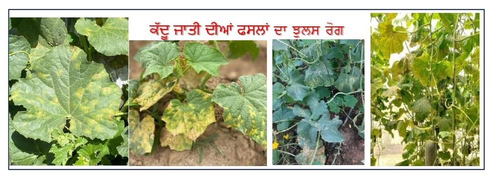 ਪੀ.ਏ.ਯੂ. ਮਾਹਿਰਾਂ ਨੇ ਕੱਦੂ ਜਾਤੀ ਦੀਆਂ ਫਸਲਾਂ ਦੇ ਝੁਲਸ ਰੋਗ ਸੰਬੰਧੀ ਕਿਸਾਨਾਂ ਨੂੰ ਸਿਫ਼ਾਰਸ਼ਾਂ ਕੀਤੀਆਂ