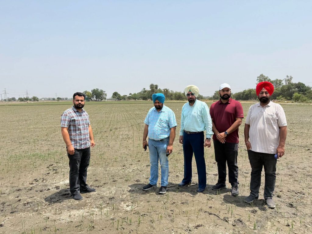 ਝੋਨੇ ਵਿਚ ਮਧਰੇਪਣ ਦੀ ਸਮੱਸਿਆ ਬਾਰੇ ਸੁਚੇਤ ਰਹਿਣ ਦੀ ਲੋੜ: ਮੁੱਖ ਖੇਤੀਬਾੜੀ ਅਫਸਰ