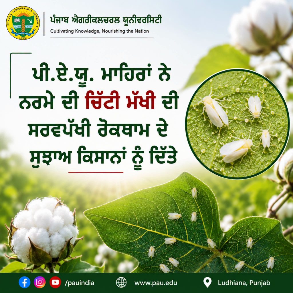 ਪੀ.ਏ.ਯੂ. ਮਾਹਿਰਾਂ ਨੇ ਨਰਮੇ ਦੀ ਚਿੱਟੀ ਮੱਖੀ ਦੀ ਸਰਵਪੱਖੀ ਰੋਕਥਾਮ ਦੇ ਸੁਝਾਅ ਕਿਸਾਨਾਂ ਨੂੰ ਦਿੱਤੇ