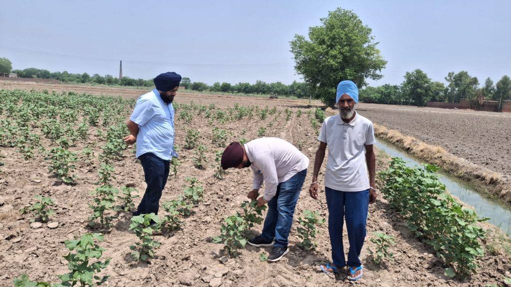 ਸਰਵੇਲੈਂਸ ਟੀਮ ਵੱਲੋਂ ਵੱਖ-ਵੱਖ ਪਿੰਡਾਂ ਵਿੱਚ ਬੀਜੇ ਨਰਮੇ ਦੇ ਖੇਤਾਂ ਦਾ ਕੀਤਾ ਗਿਆ ਨਿਰੀਖਣ