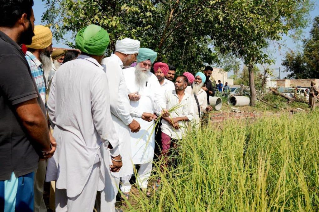 ਸਪੀਕਰ ਸ. ਕੁਲਤਾਰ ਸਿੰਘ ਸੰਧਵਾਂ ਨੇ ਮੀਂਹ ਅਤੇ ਗੜ੍ਹੇਮਾਰੀ ਕਾਰਨ ਨੁਕਸਾਨੀ ਝੋਨੇ ਦੀ ਫ਼ਸਲ ਦਾ ਲਿਆ ਜਾਇਜ਼ਾ